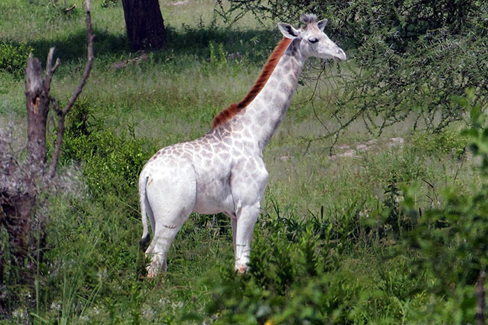 jirafa-blanca-omo-leucismo-tanzania (5)