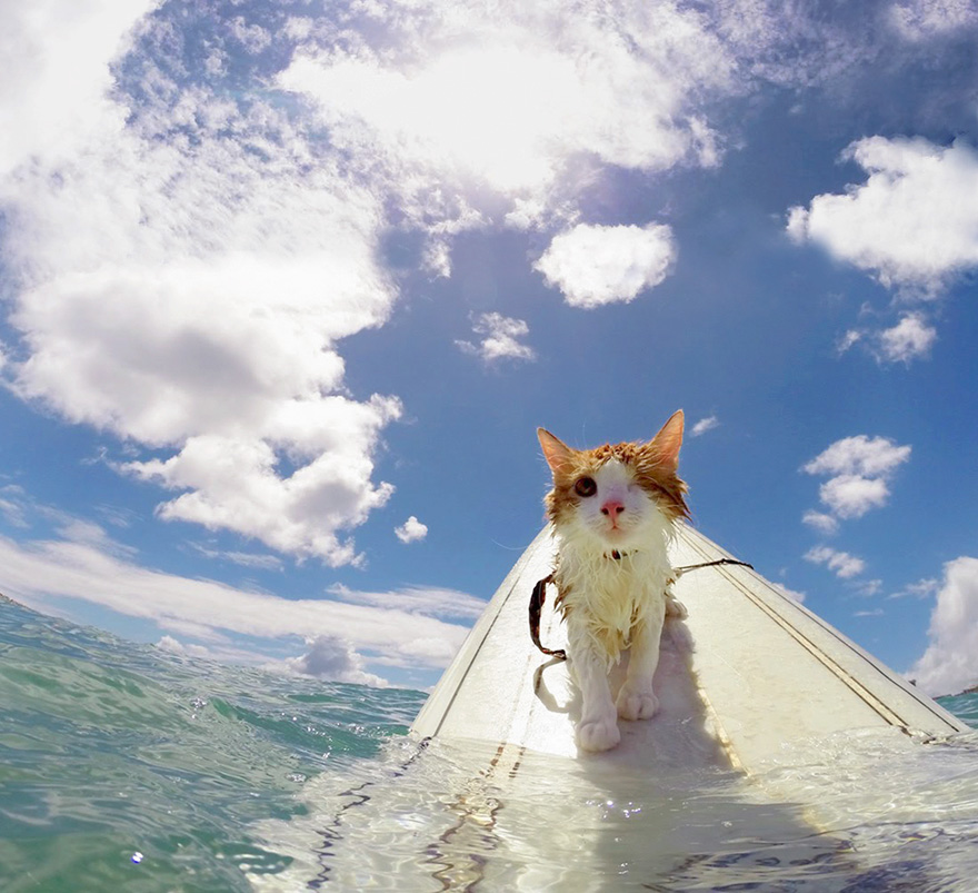 kuli-gato-tuerto-surfero-hawai (1)