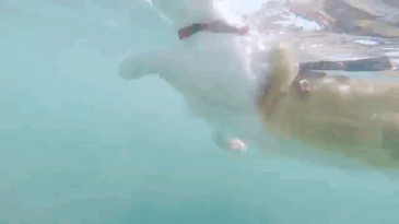 kuli-gato-tuerto-surfero-hawai (2)