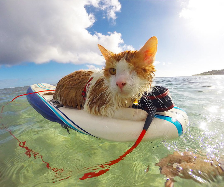 kuli-gato-tuerto-surfero-hawai (2)