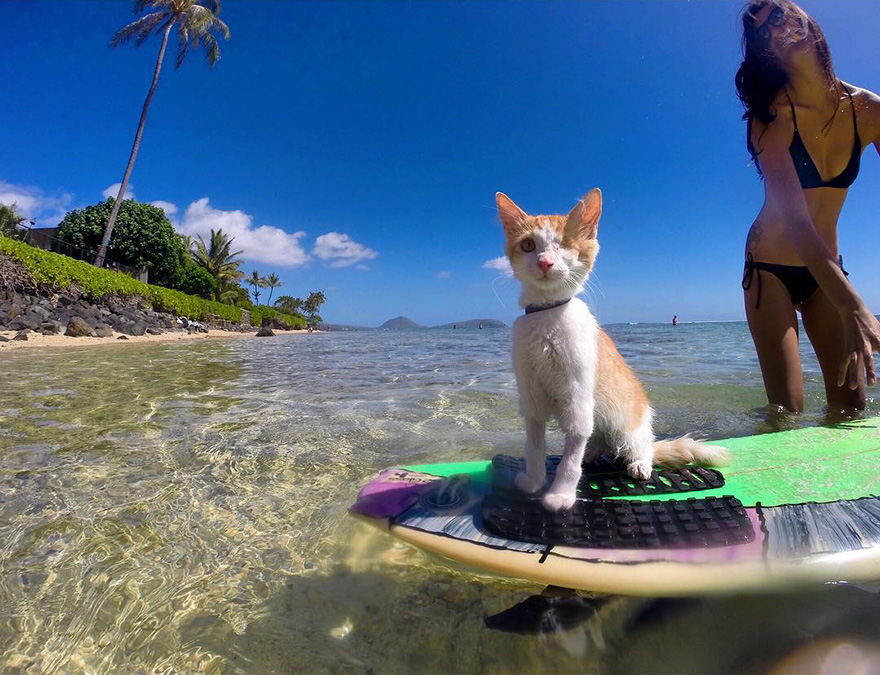 kuli-gato-tuerto-surfero-hawai (3)