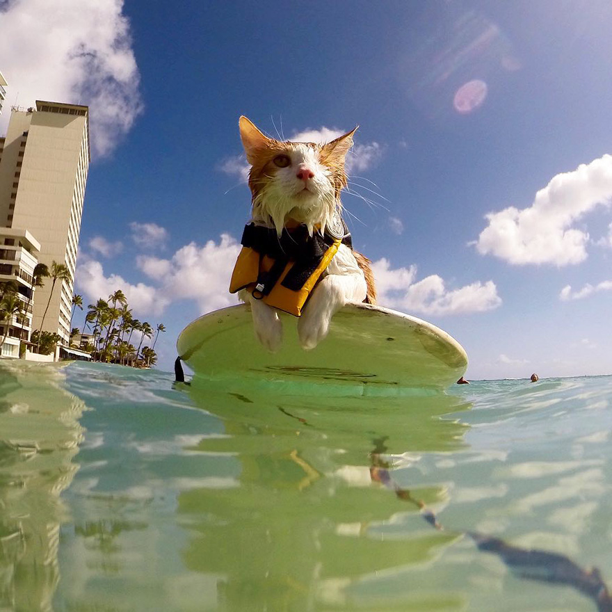 kuli-gato-tuerto-surfero-hawai (4)