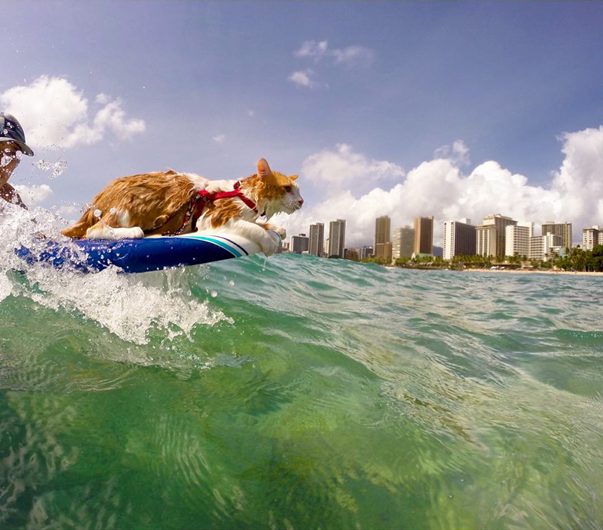 kuli-gato-tuerto-surfero-hawai (5)