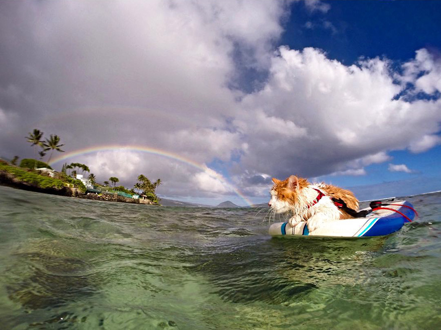 kuli-gato-tuerto-surfero-hawai (6)