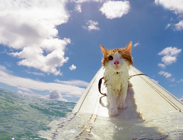A este asombroso gato tuerto le encanta nadar y surfear en Hawai