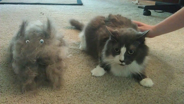 mascotas-soltando-pelo (38)