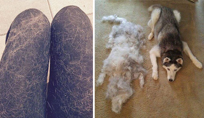 15 Fotos que resumen perfectamente el tener una mascota peluda