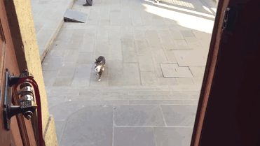 mezquita-gatos-callejeros-mustafa-efe-estambul (1)