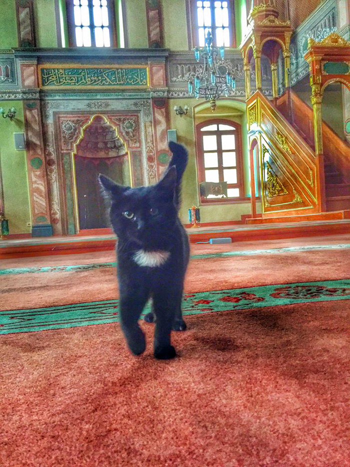 mezquita-gatos-callejeros-mustafa-efe-estambul (1)