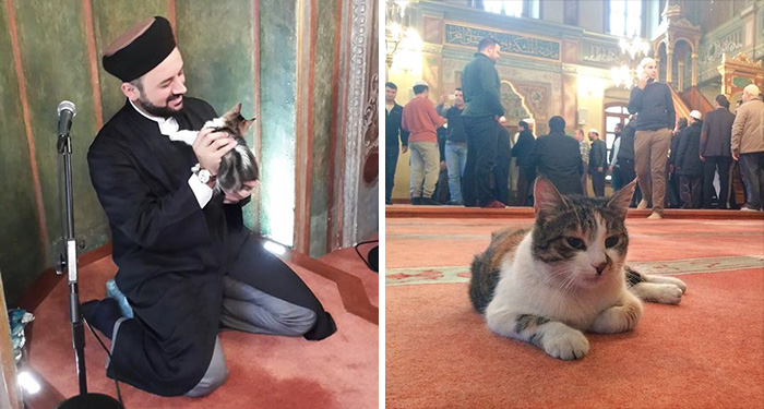 mezquita-gatos-callejeros-mustafa-efe-estambul (2)