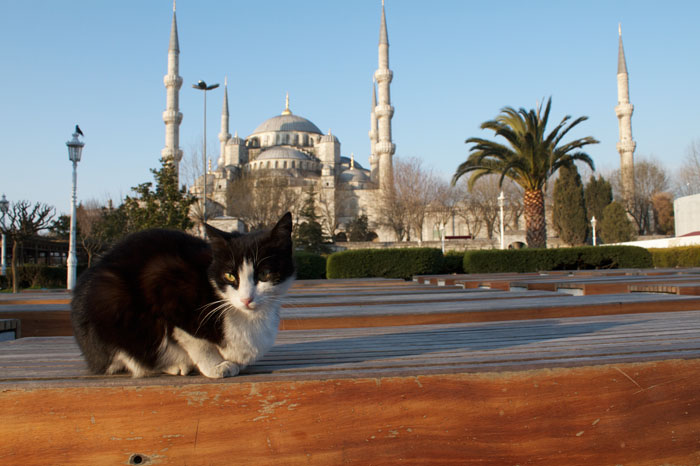mezquita-gatos-callejeros-mustafa-efe-estambul (3)