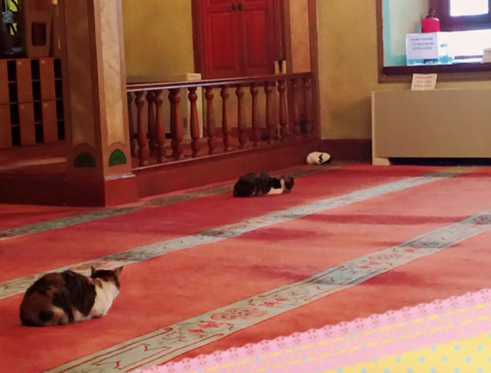 mezquita-gatos-callejeros-mustafa-efe-estambul (5)