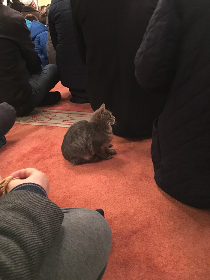 mezquita-gatos-callejeros-mustafa-efe-estambul (7)