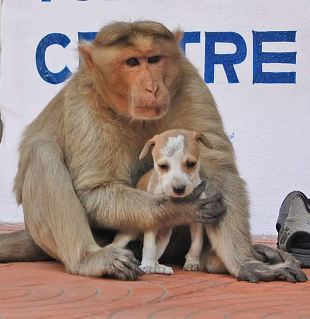 mono-adopta-cachorro-perro-india (6)