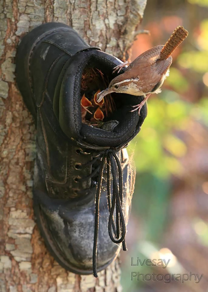 padres-pajaro-polluelos (1)