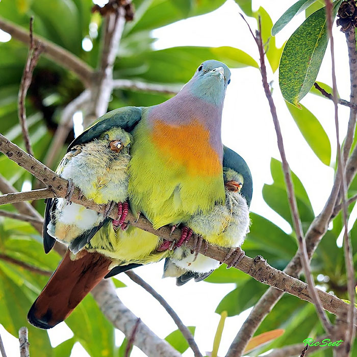 padres-pajaro-polluelos (12)