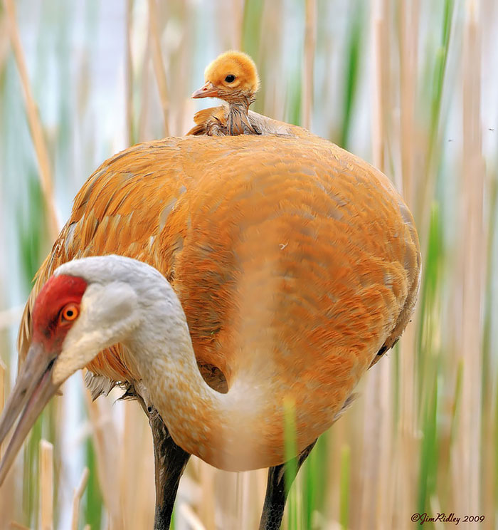 padres-pajaro-polluelos (16)