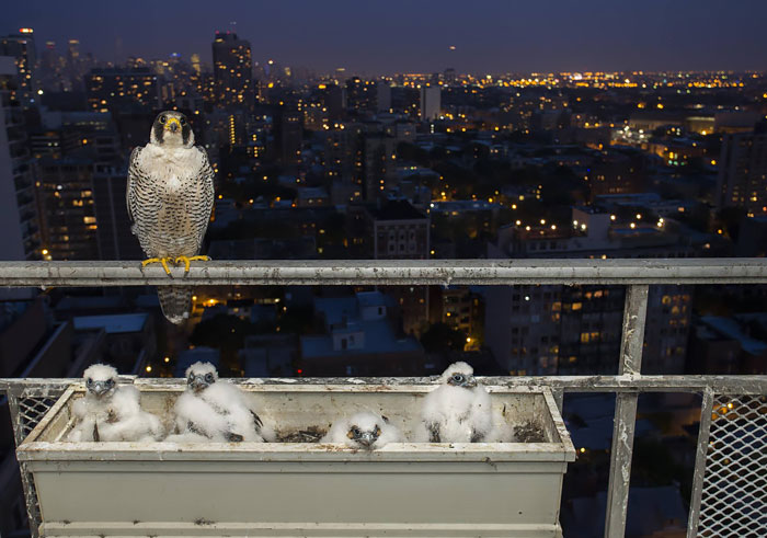 padres-pajaro-polluelos (18)