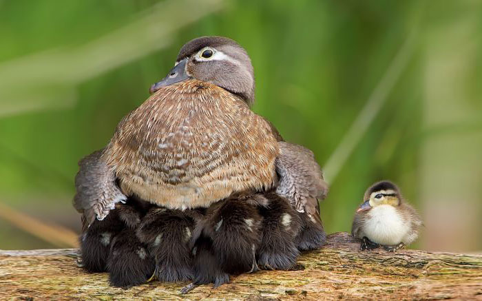 padres-pajaro-polluelos (4)