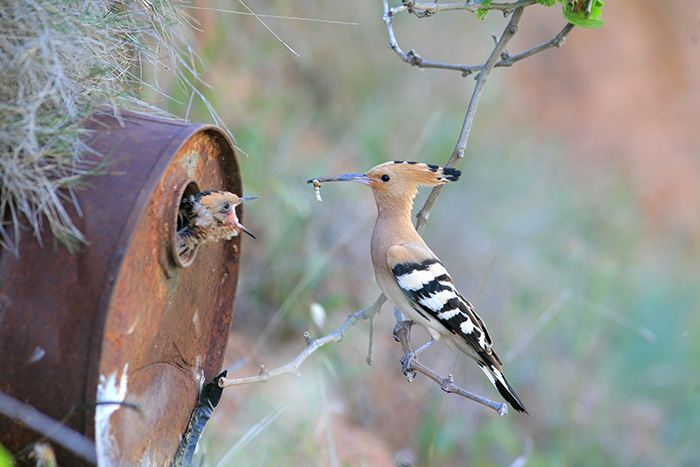 padres-pajaro-polluelos (9)