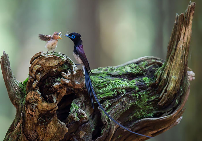 20 Aves cuidando de sus polluelos