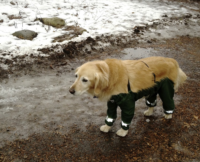 pantalones-perros-muddy-mutt-apparel (2)