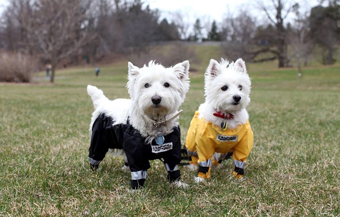 pantalones-perros-muddy-mutt-apparel (3)