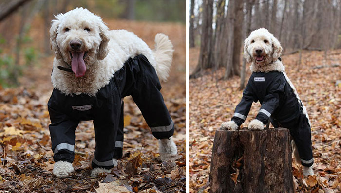 Enigma resuelto: ¡Así es como llevan pantalones los perros!