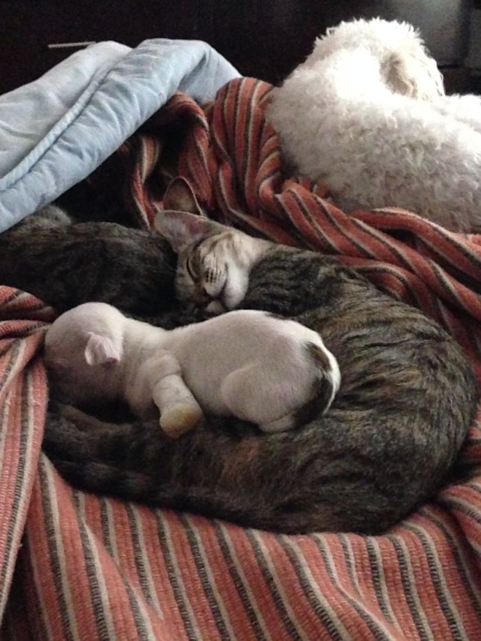 perro-nicolas-3-patas-adoptado-gatos (10)