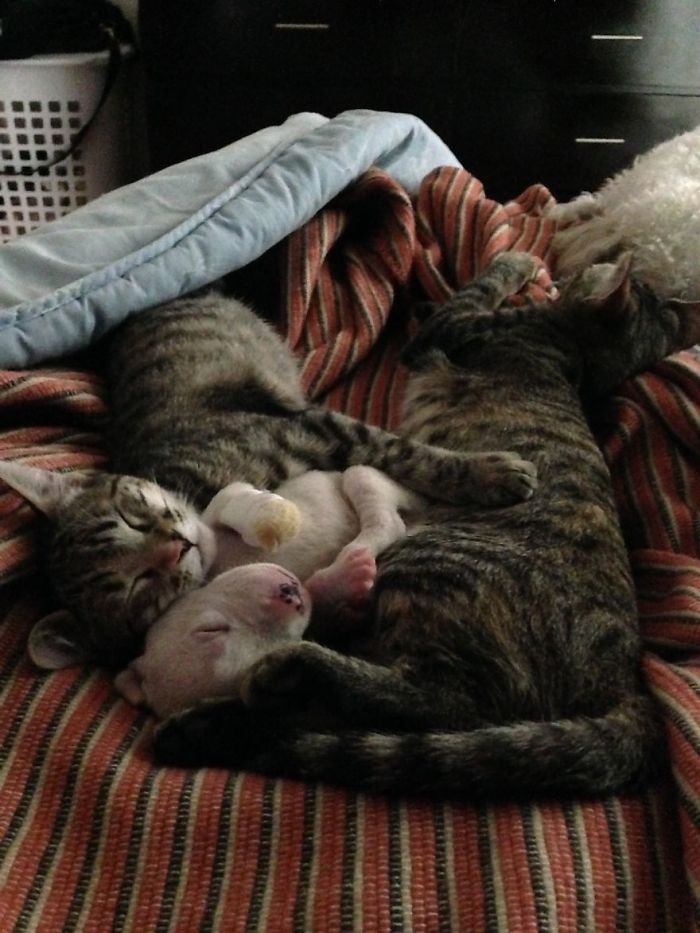 perro-nicolas-3-patas-adoptado-gatos (12)