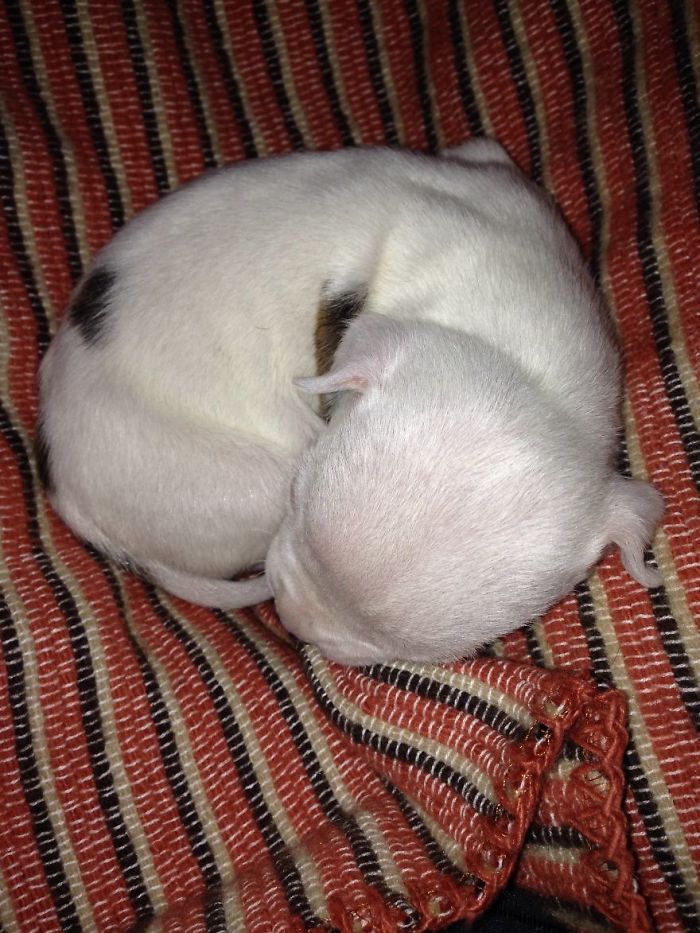 perro-nicolas-3-patas-adoptado-gatos (9)