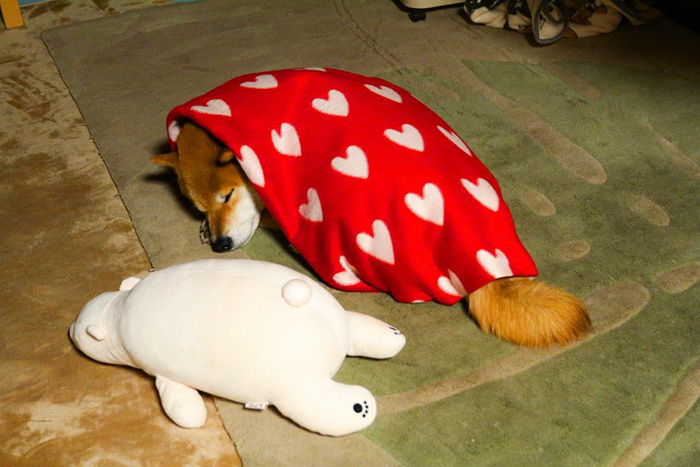 perro-shiba-inu-maru-dormir-igual-oso-peluche (1)