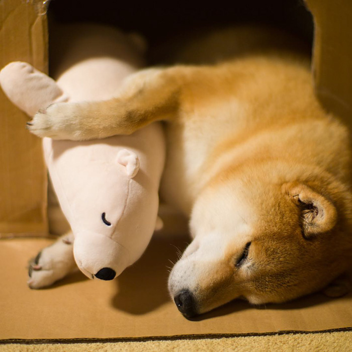 perro-shiba-inu-maru-dormir-igual-oso-peluche (10)