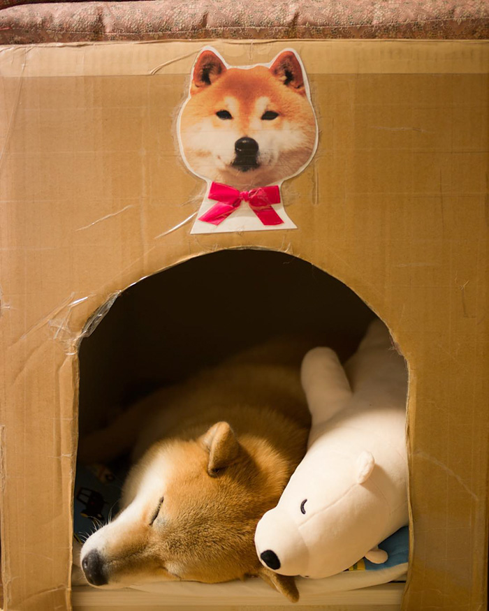 perro-shiba-inu-maru-dormir-igual-oso-peluche (11)