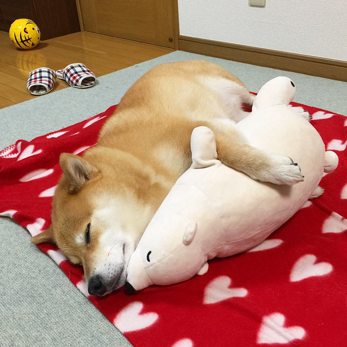 perro-shiba-inu-maru-dormir-igual-oso-peluche (3)