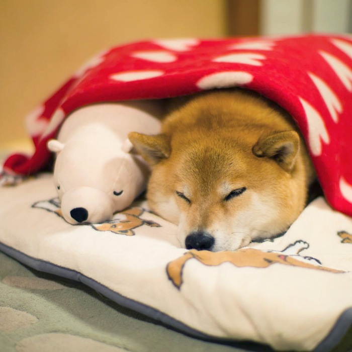 perro-shiba-inu-maru-dormir-igual-oso-peluche (4)