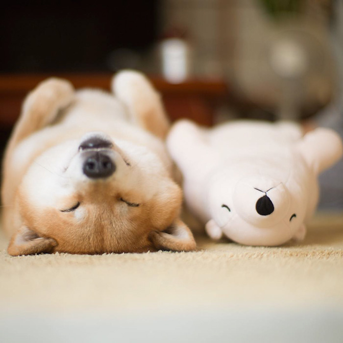 perro-shiba-inu-maru-dormir-igual-oso-peluche (5)