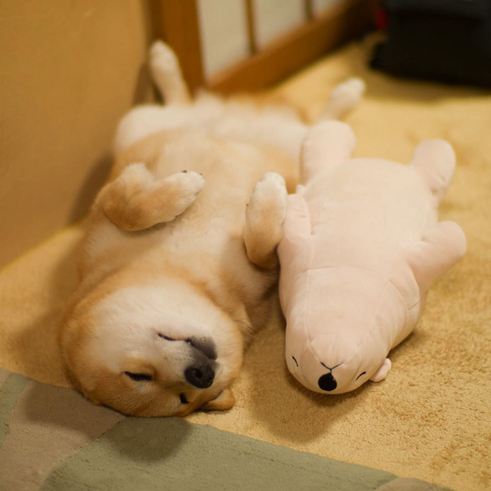 perro-shiba-inu-maru-dormir-igual-oso-peluche (6)