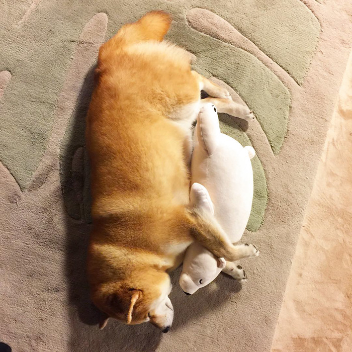 perro-shiba-inu-maru-dormir-igual-oso-peluche (7)