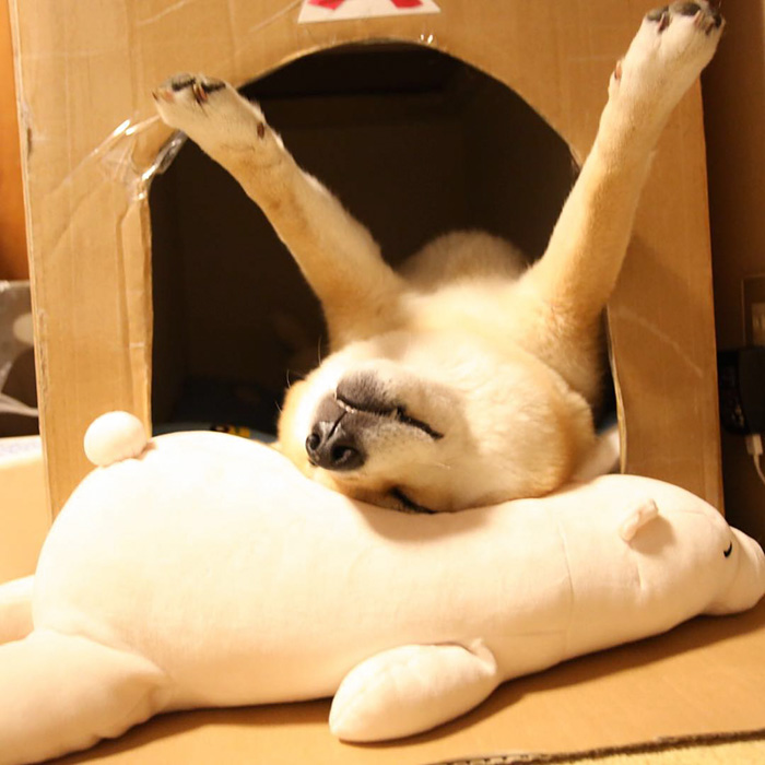 perro-shiba-inu-maru-dormir-igual-oso-peluche (8)