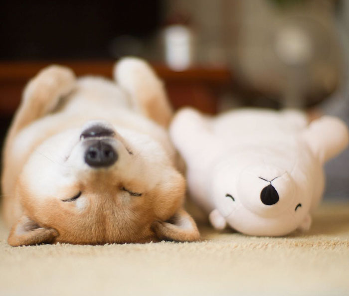 Este shiba inu siempre se duerme en la misma postura que su peluche favorito