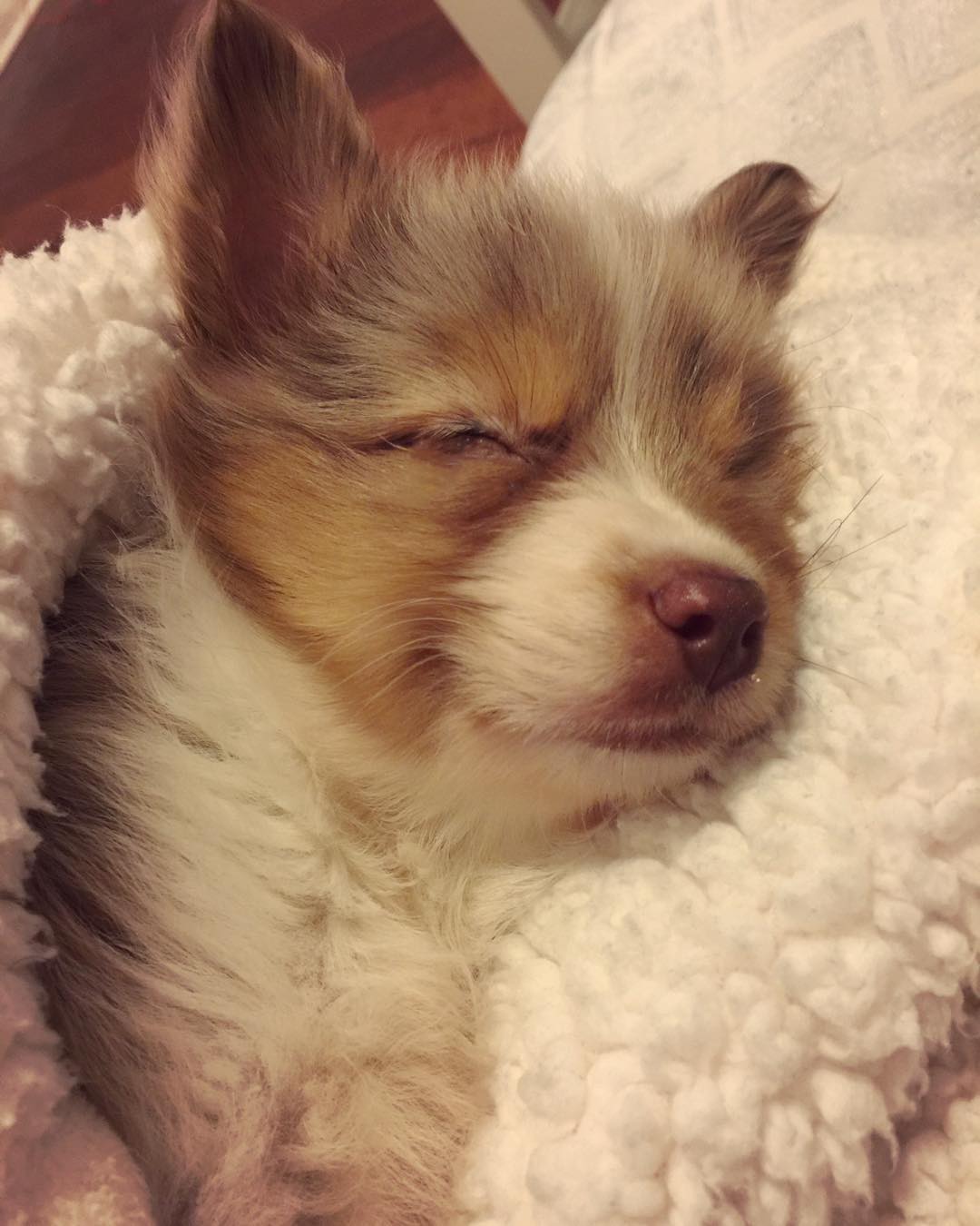 perro-tuerto-adoptado-jordan-trent (2)
