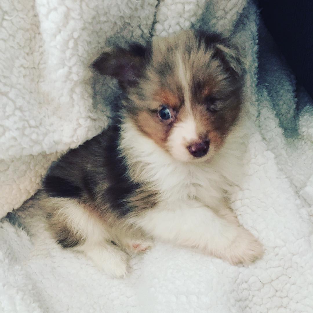 perro-tuerto-adoptado-jordan-trent (4)