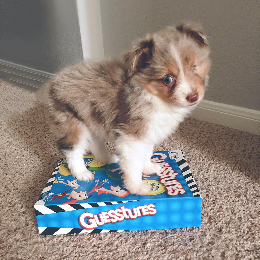 perro-tuerto-adoptado-jordan-trent (5)
