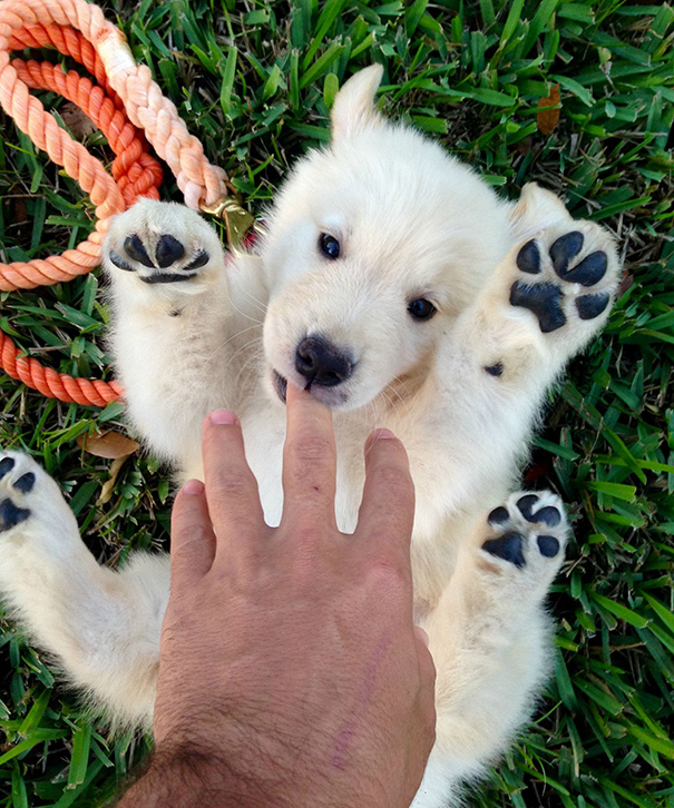 perros-regordetes-oseznos-parecidos-2 (11)