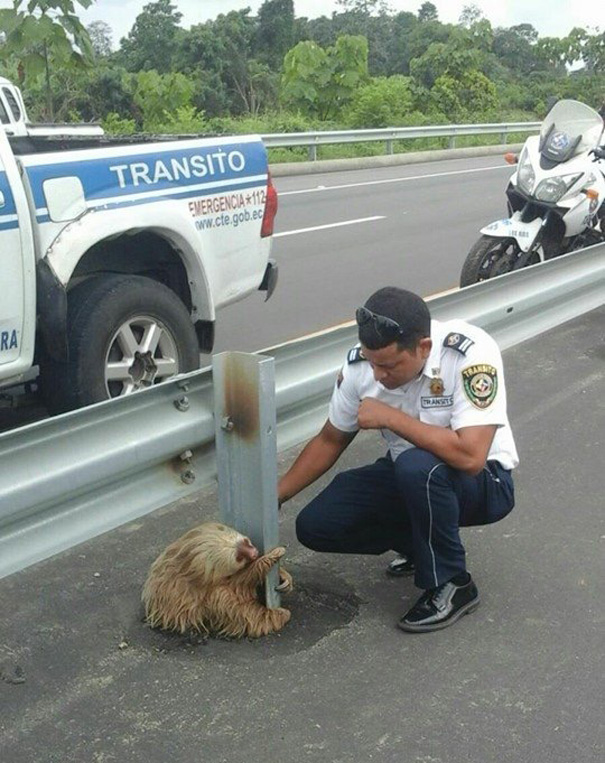 policia-rescate-perezoso-carretera-ecuador (1)