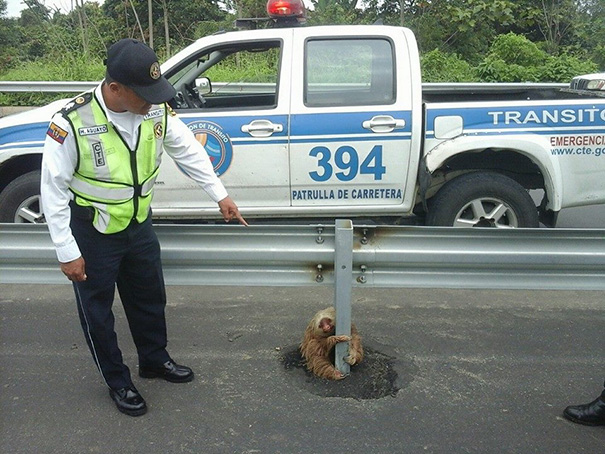 policia-rescate-perezoso-carretera-ecuador (2)