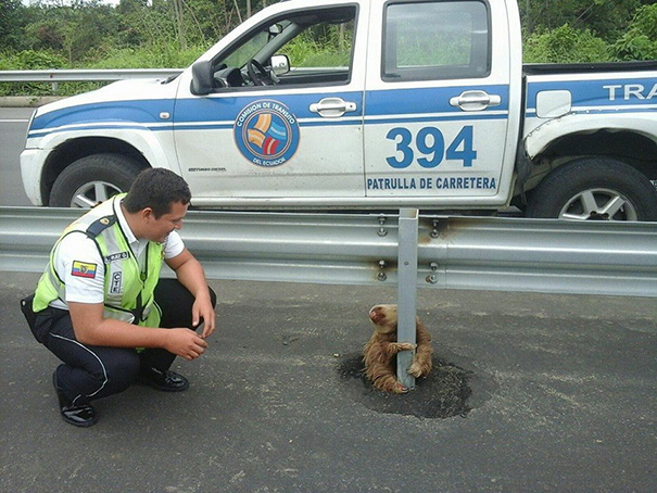 policia-rescate-perezoso-carretera-ecuador (5)