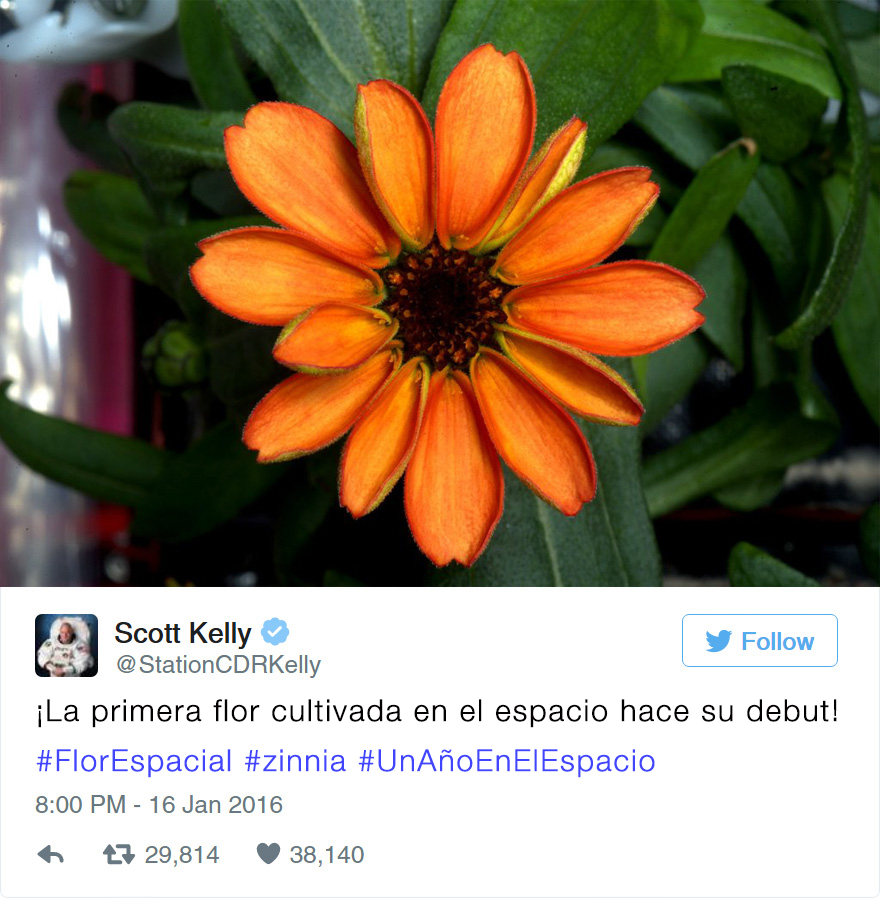 primera-flor-espacio-nasa-scott-kelly-1
