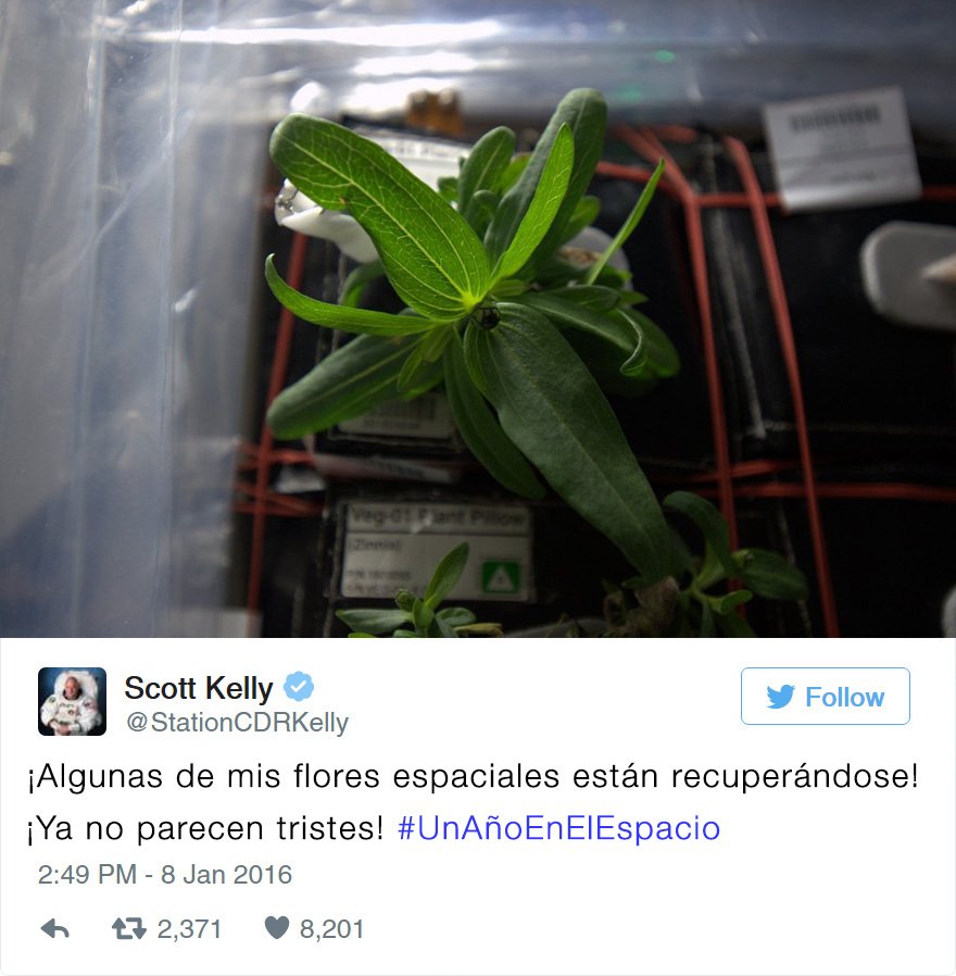 primera-flor-espacio-nasa-scott-kelly-2